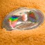 Palau OYSTER CYRTONAIAS TAMPICOENSIS series SEA TREASURES $5 Silver Coin 2013 Convex hologram Shell shape Pearl inserted